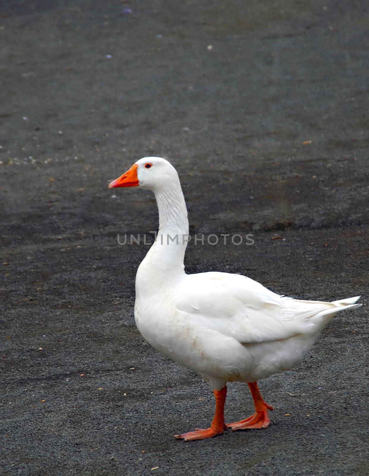 A white duck walking on the pavement
