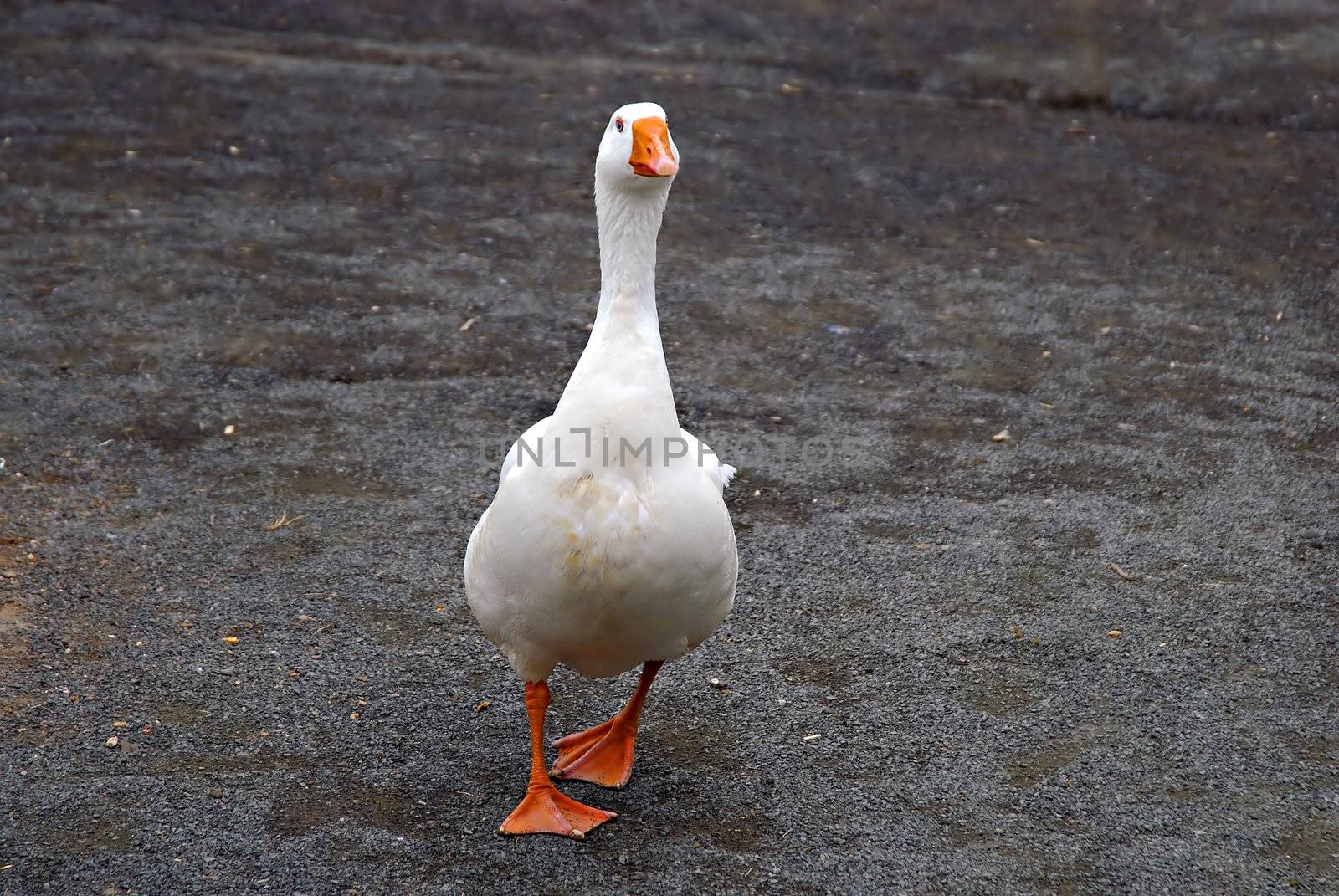 A white duck walking towards the camera with an attitude