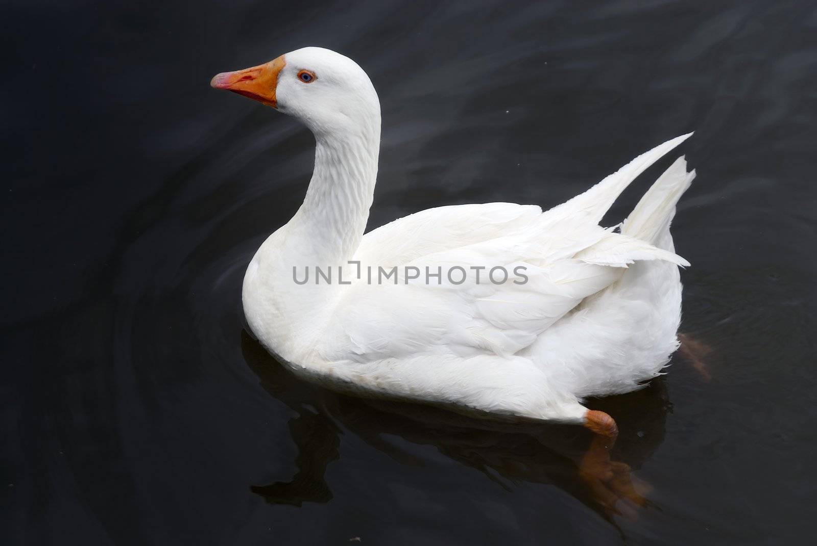 A white duck peacefully swimming in water