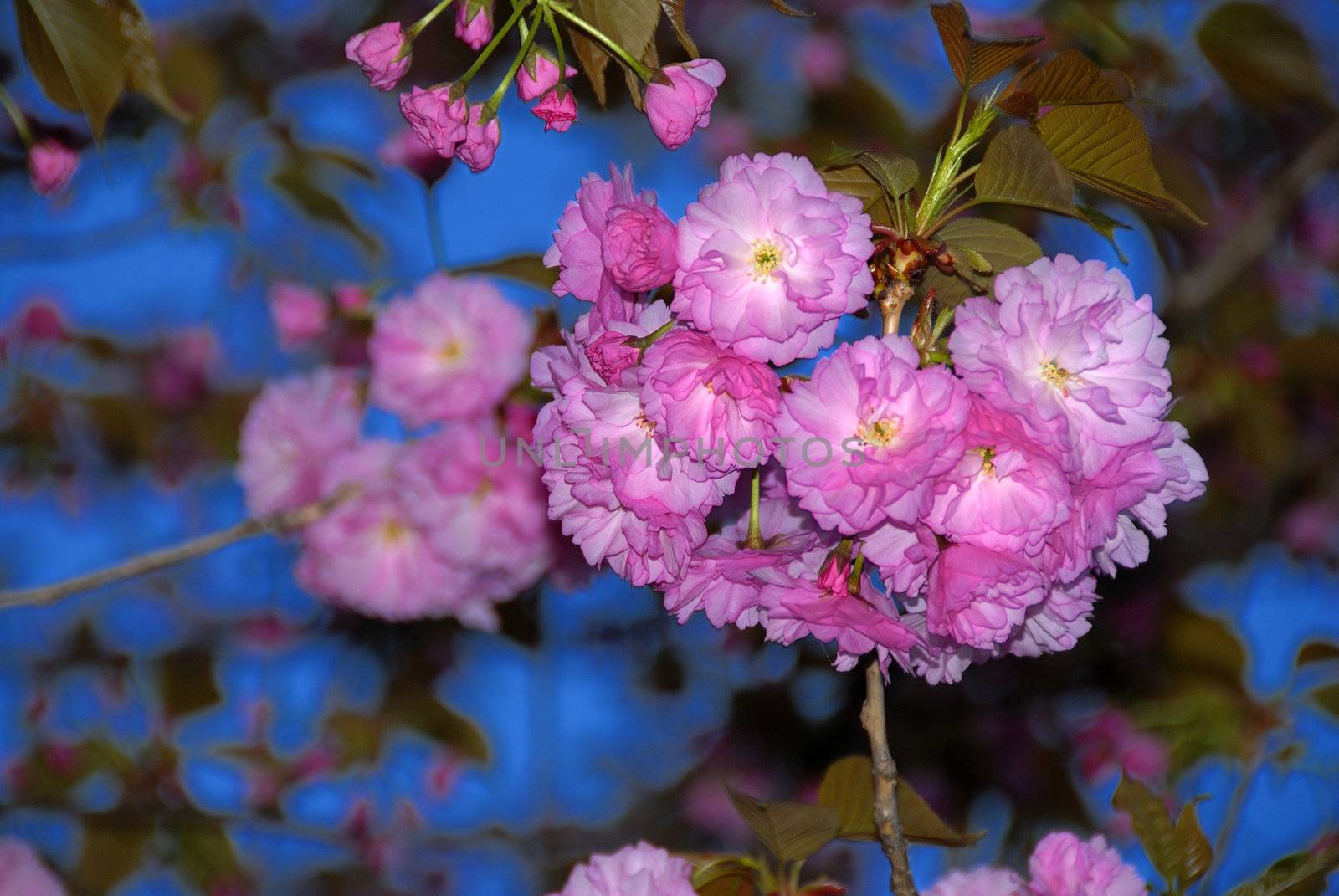 Spring Flowers by pazham