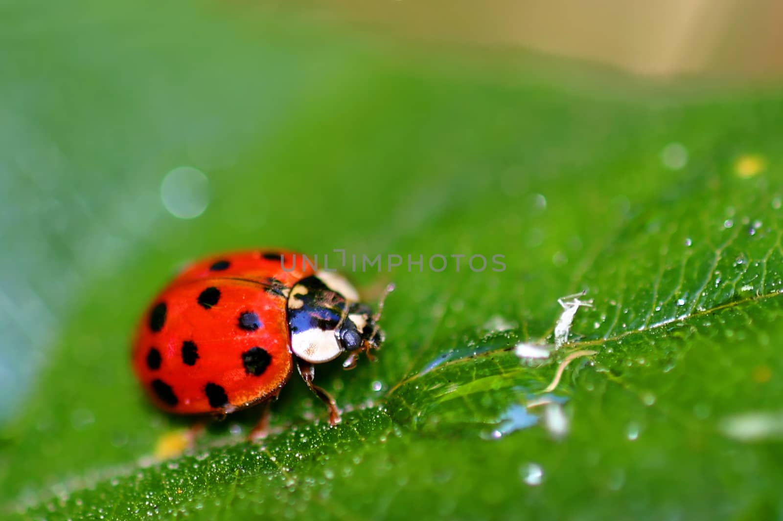 Coccinellids or ladybugs are small insects and are found worldwide with over 5000 species.