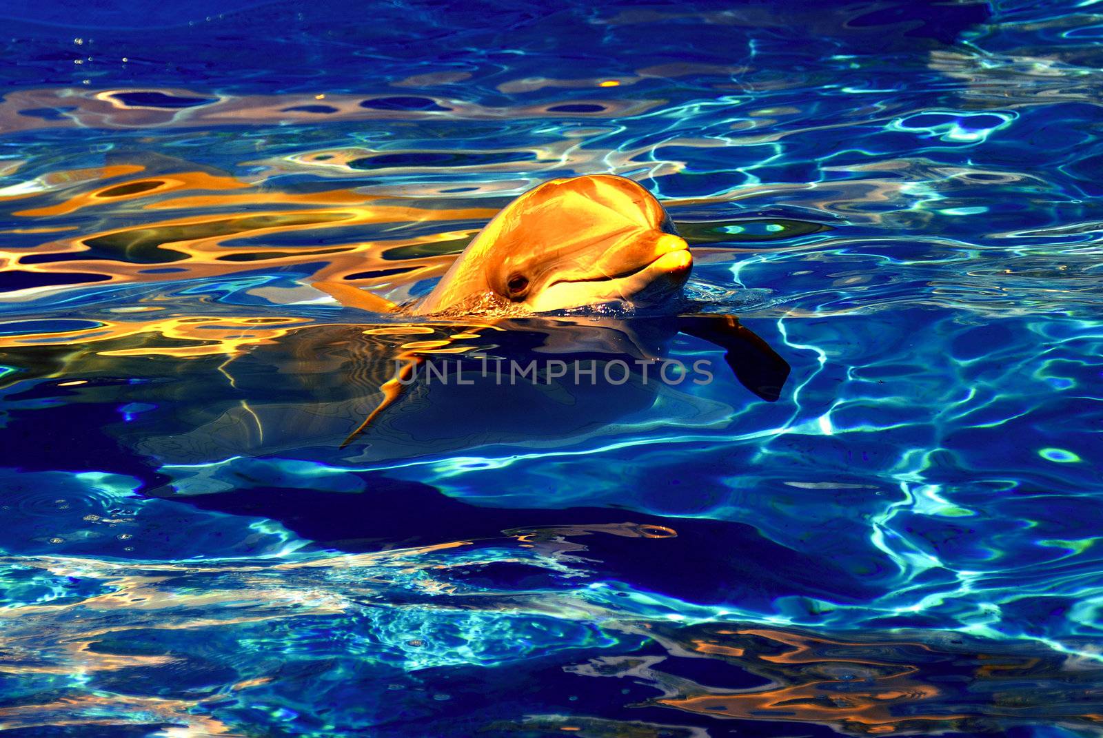 Dolphin by pazham