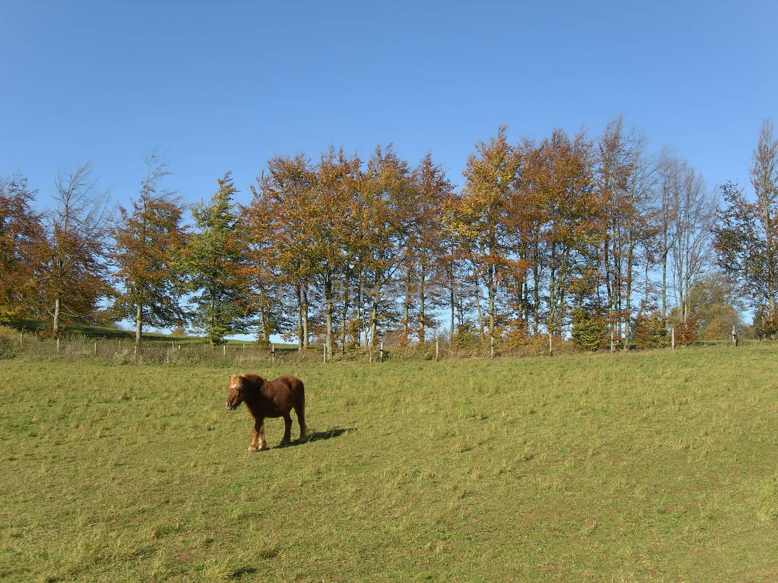 Brown horse standing on a meadow