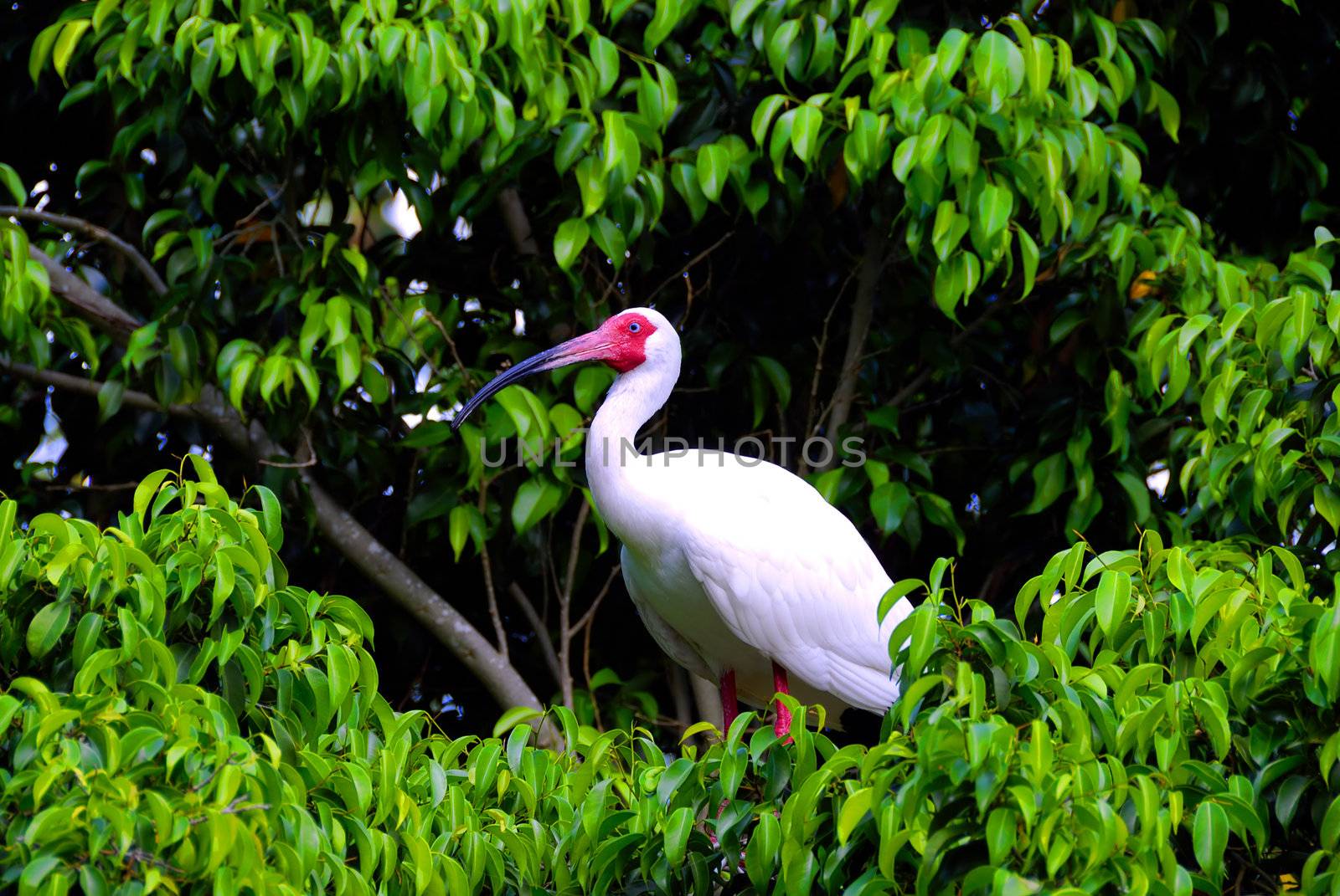 A heron sitting on the top of a tree in a tropical island