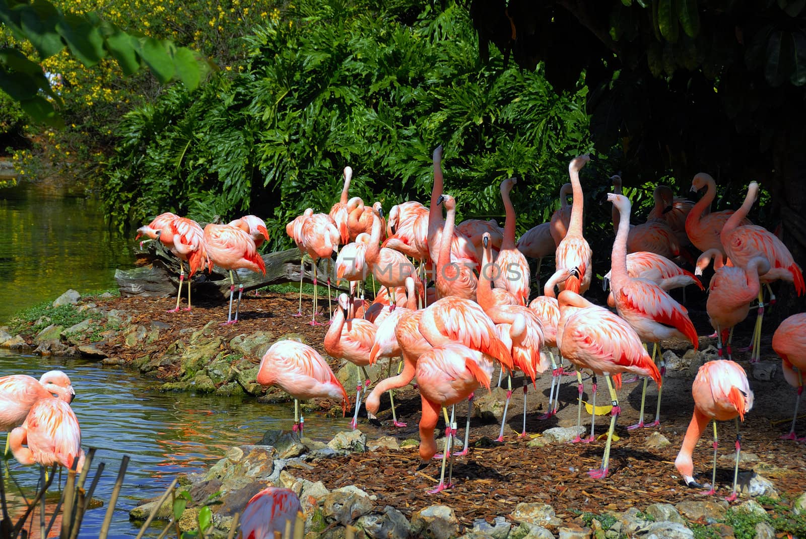 Flamingos by pazham