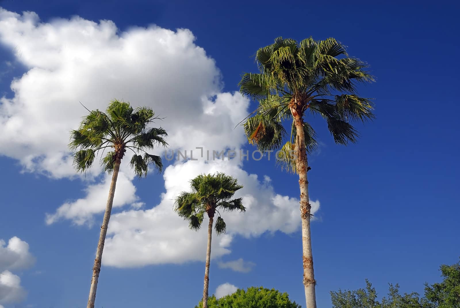 Palm tree against sunny sky with clouds concept of vacation