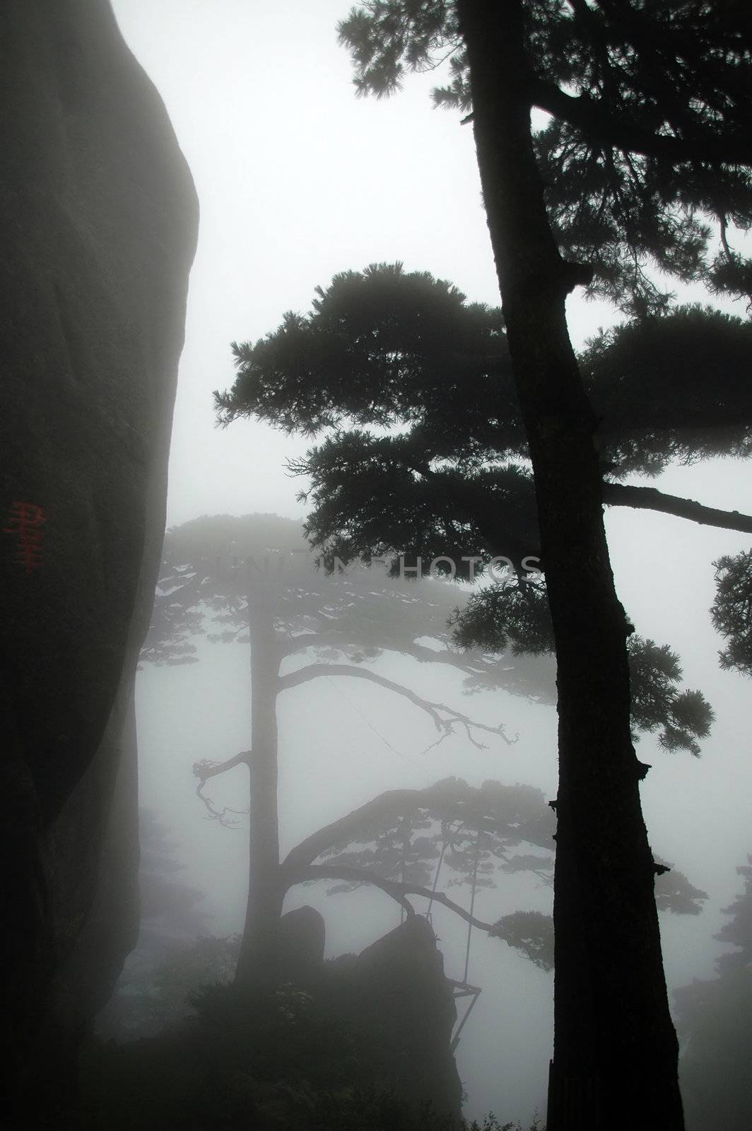 The close shot of pine tree in mountain, huangshan, China