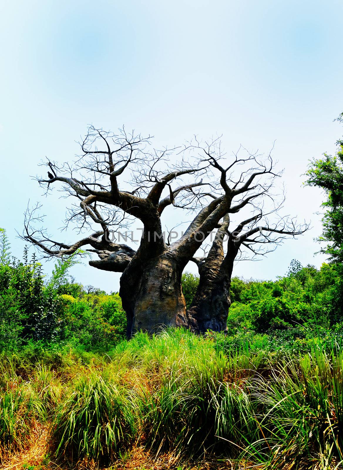 Old Barren Tree by pazham