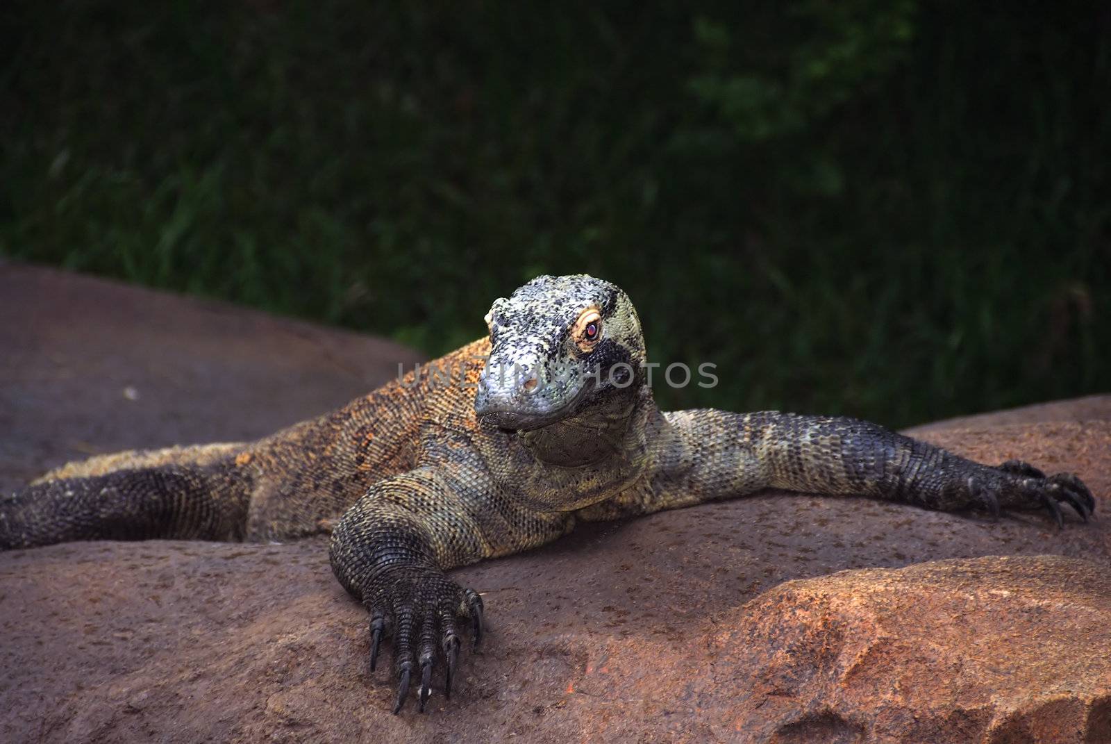 Komodo Dragon by pazham