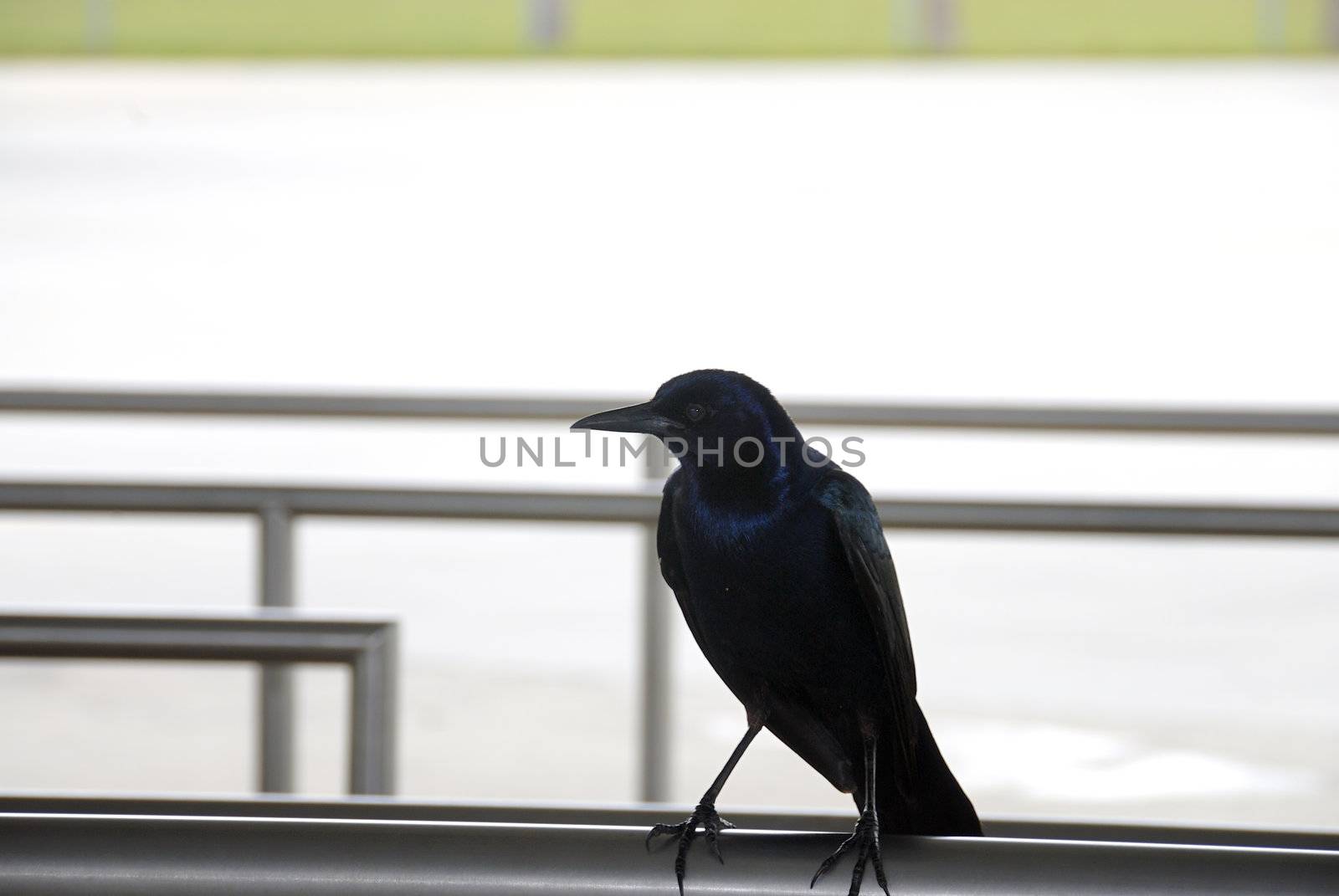 Siloutte of a black crow with copy space at the top