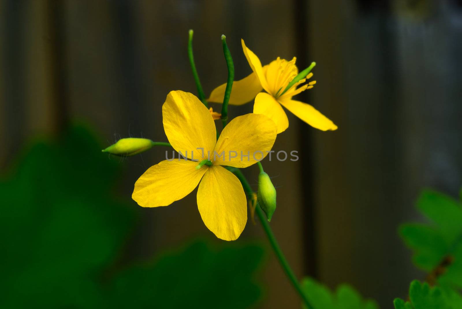 Spring Flowers by pazham