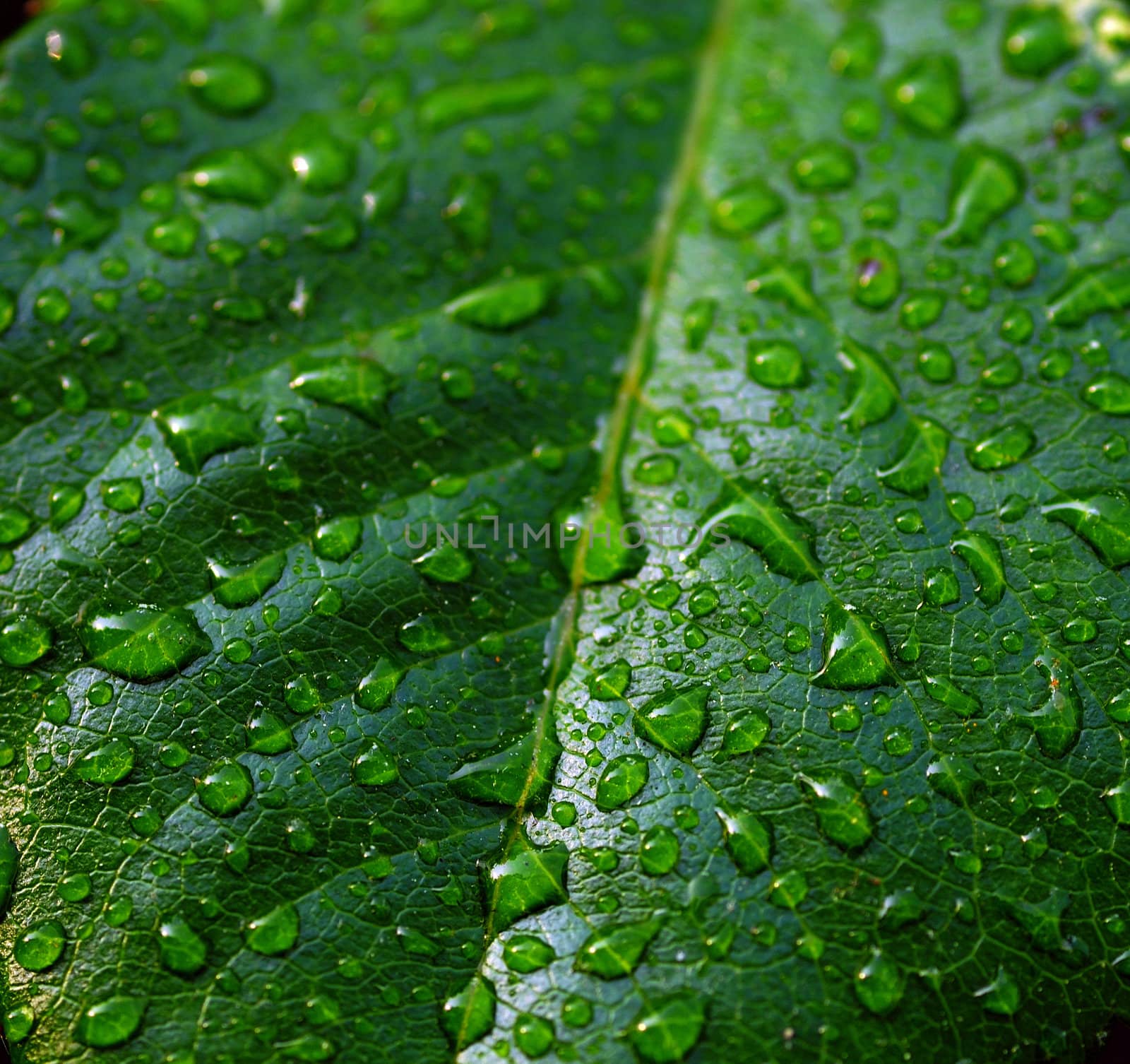 Macro shot of a leaf with dew drops