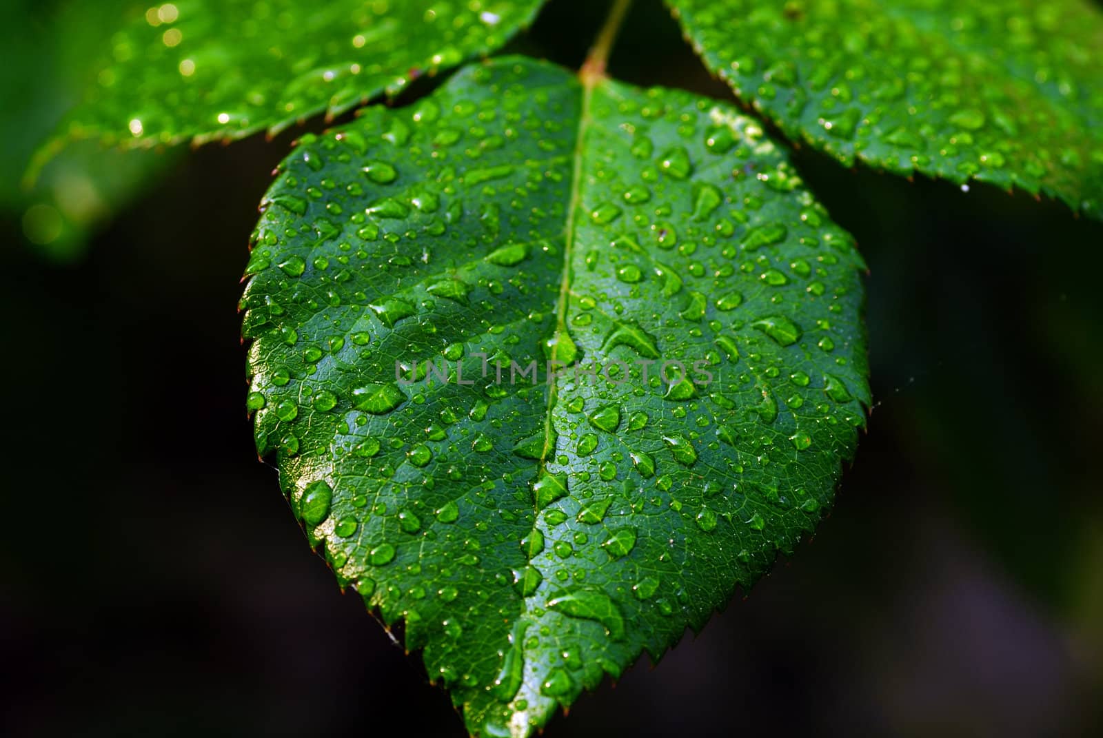 Leaf with dew by pazham