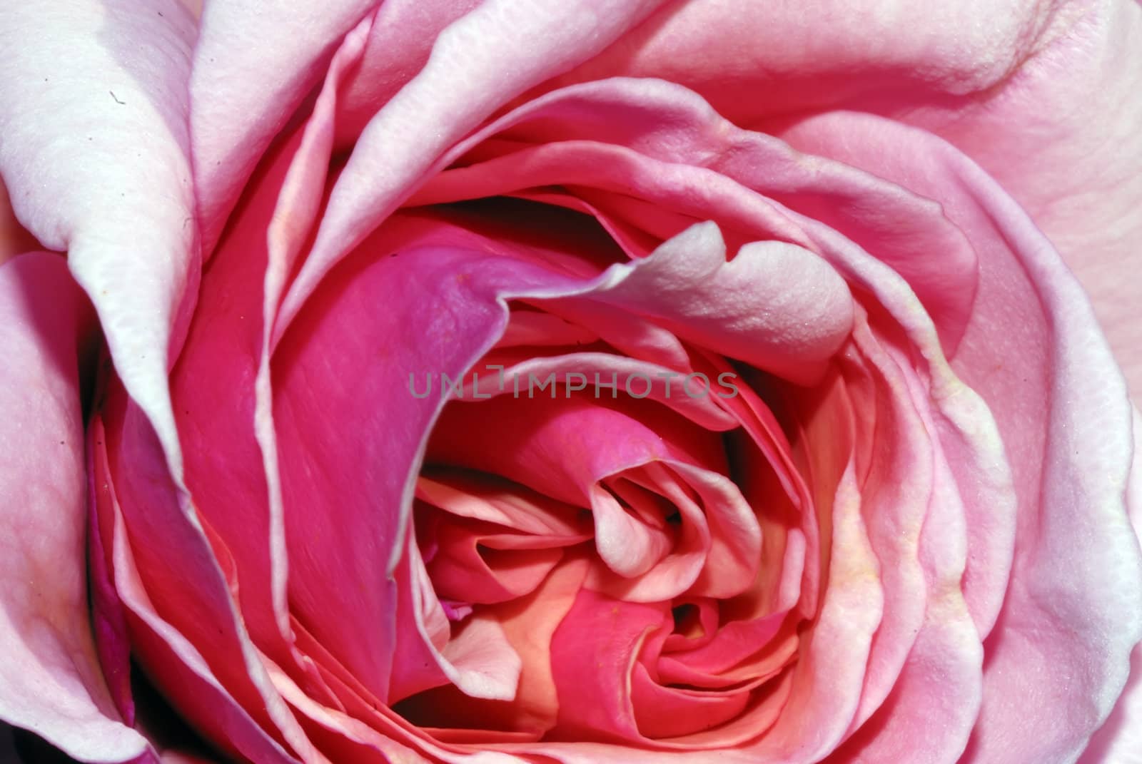 Rose Macro by pazham