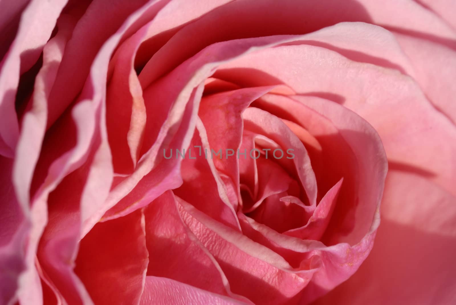 Rose Macro by pazham