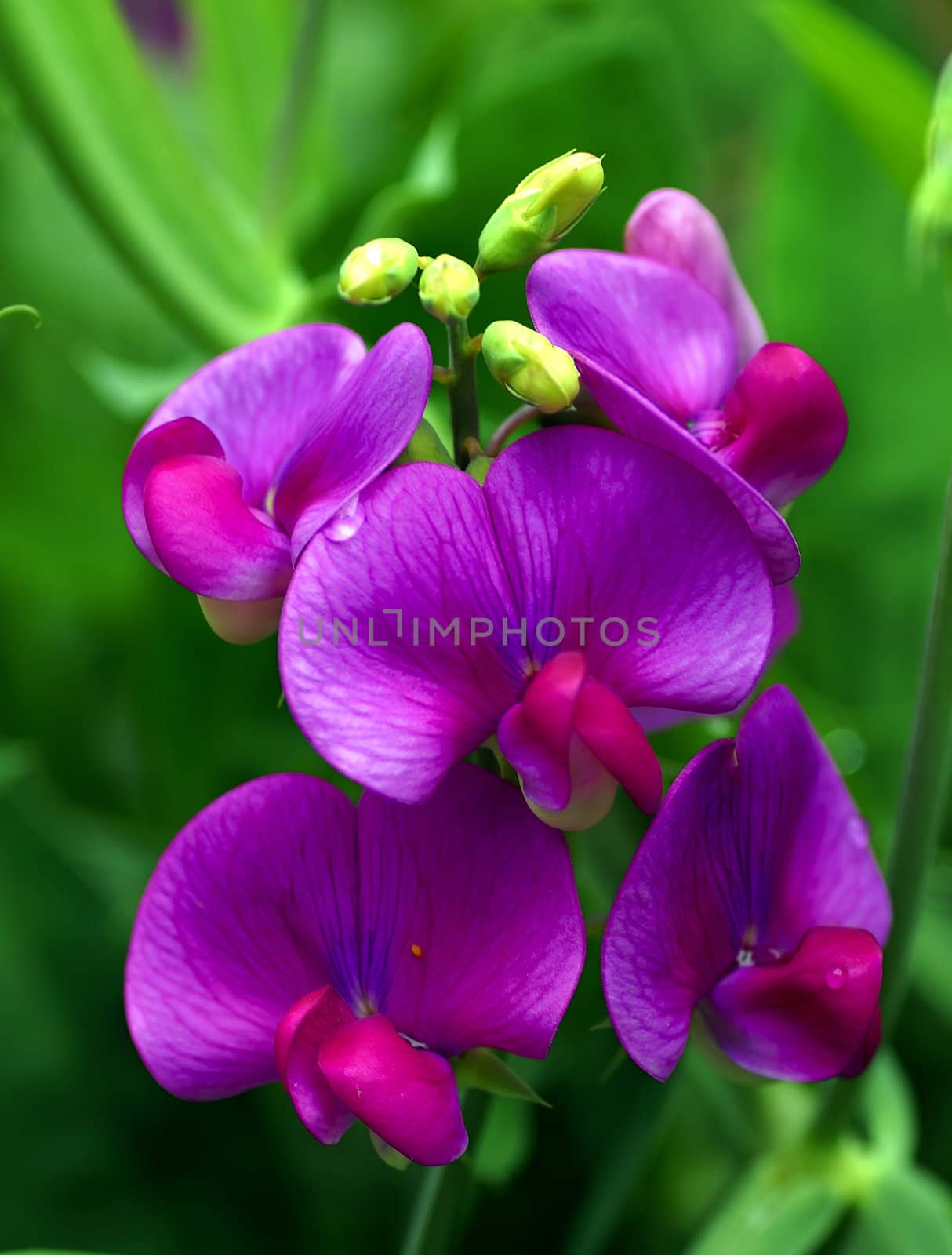 Close up shot of pink sweet pea flower