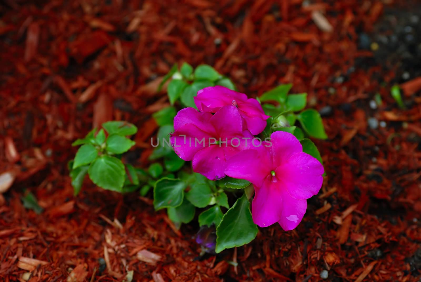 Close up photo of pink impatiens flower 