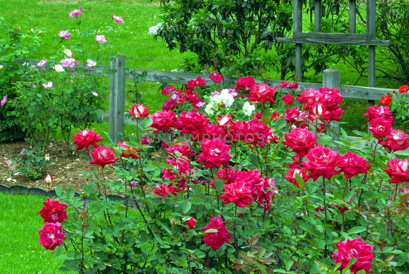 Roses at bloom at a local rose park