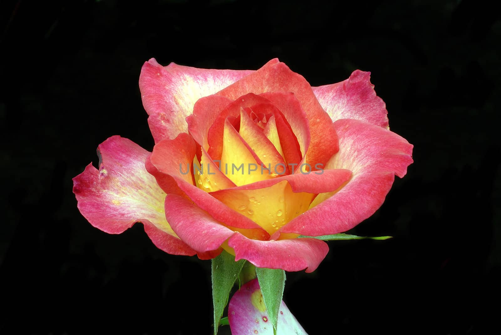 Rainbow Rose Macro by pazham