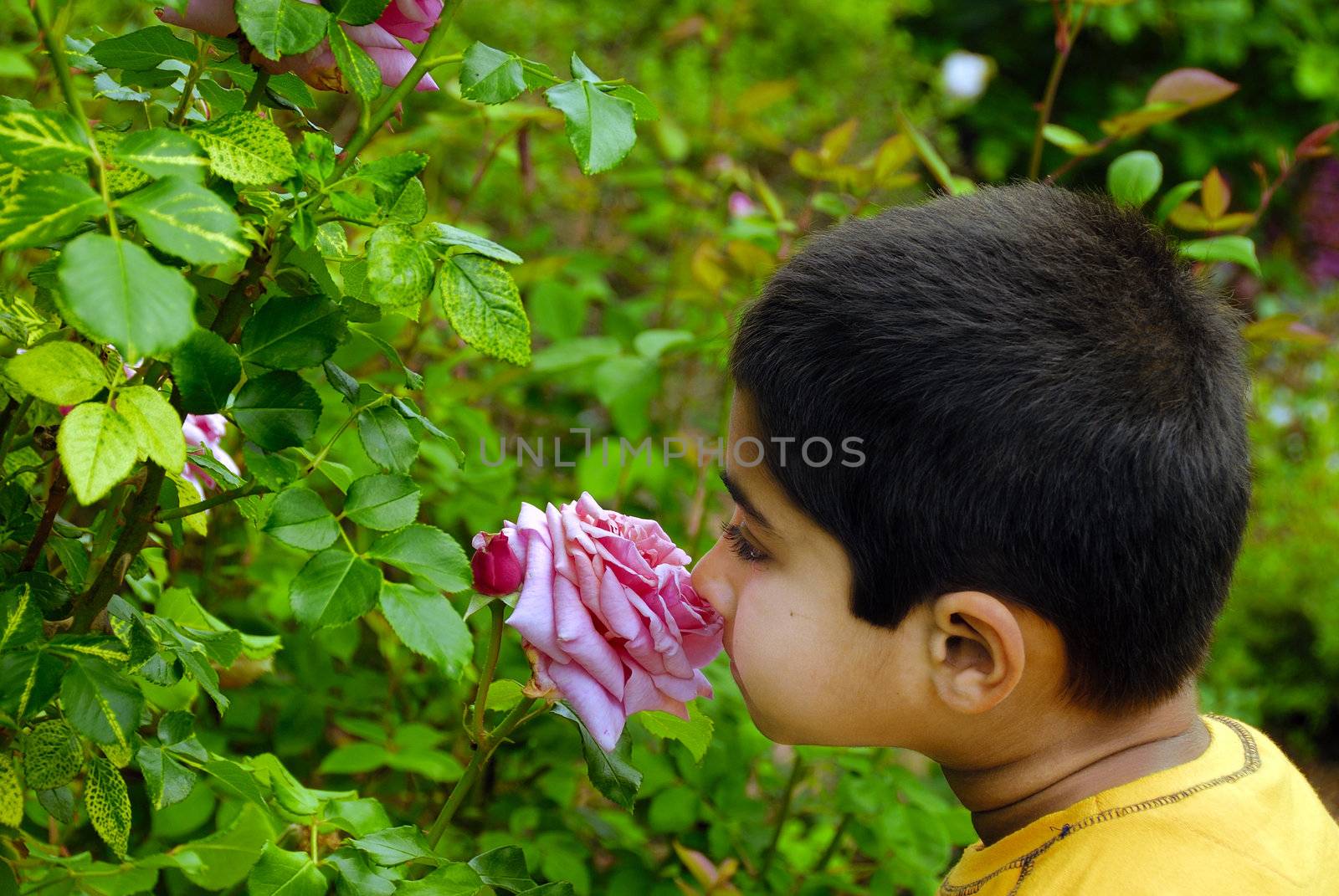 An Indian kid smelling rose -  concept of the smell of summer