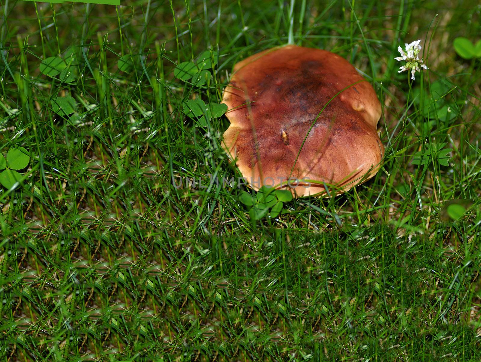 Mushroom by pazham