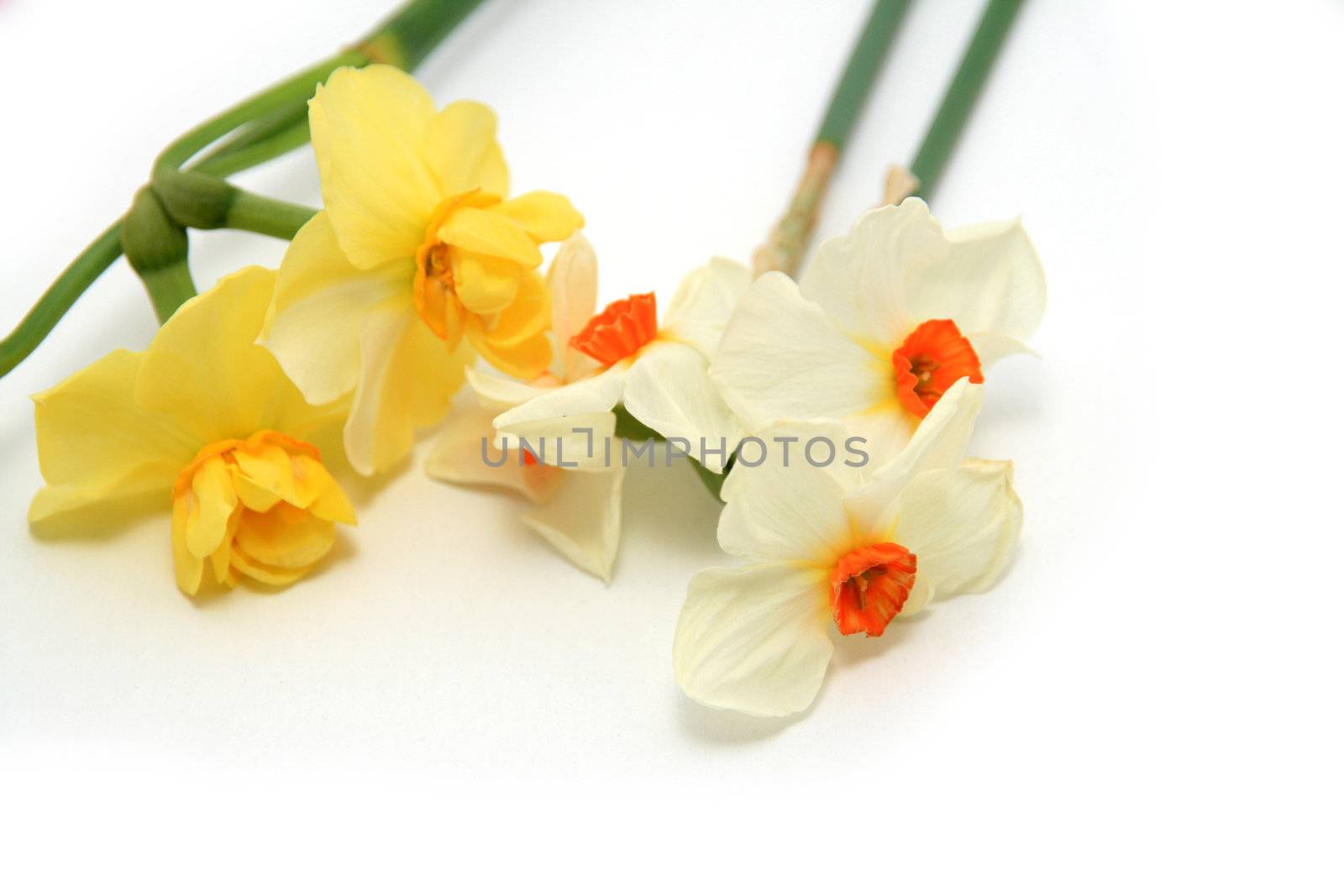 white and yellow flowers over white background