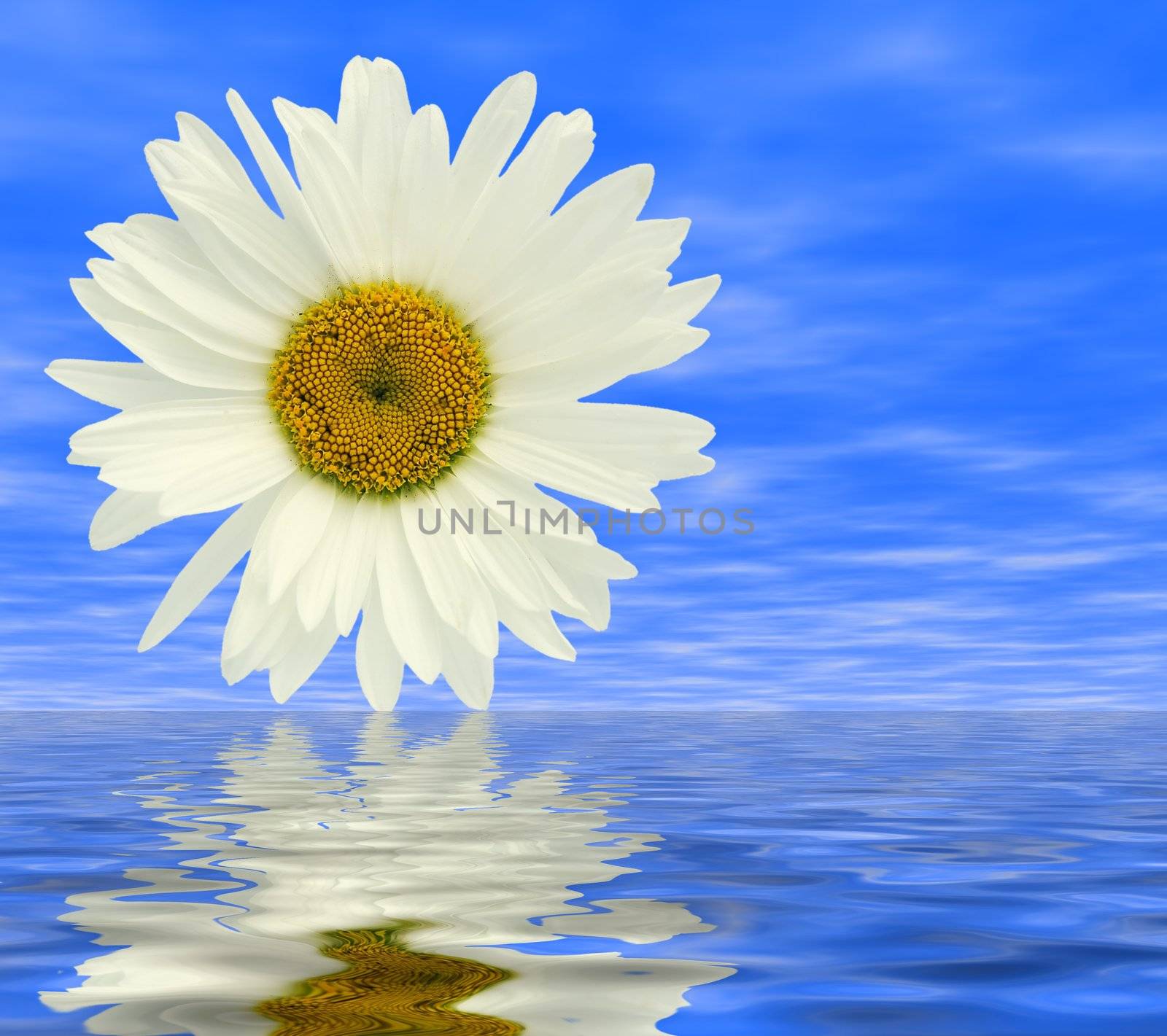 Flower of a camomile on a background of the sky with reflection in water