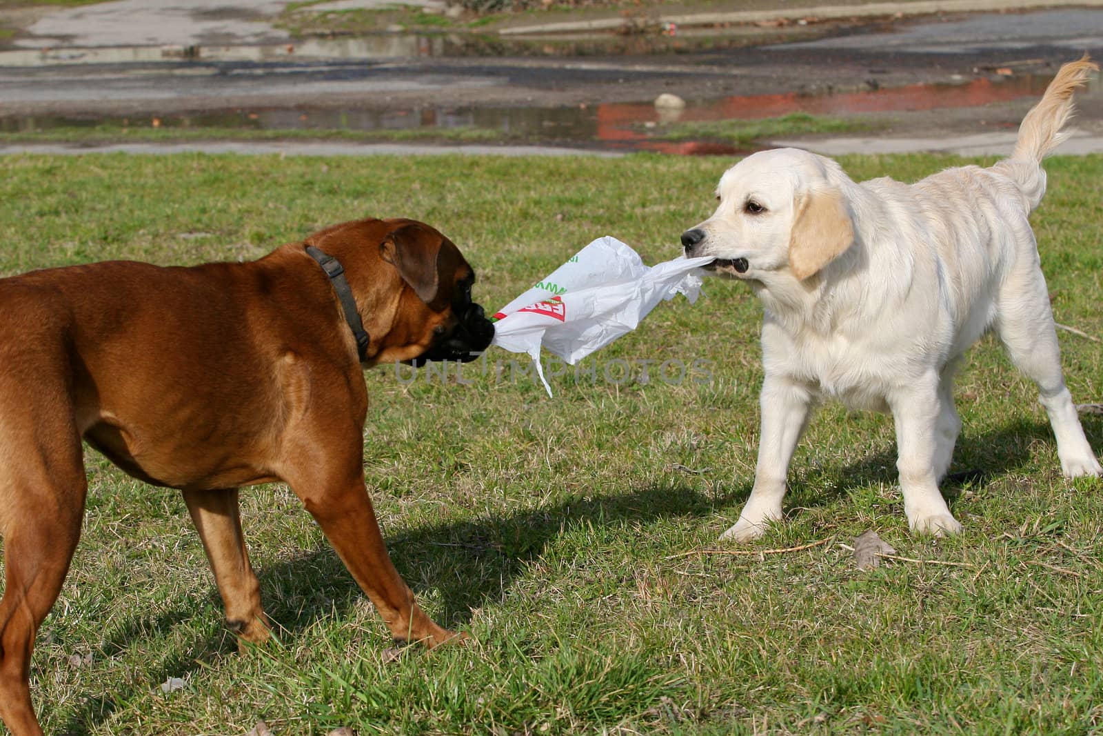 Two dogs playing with each other.