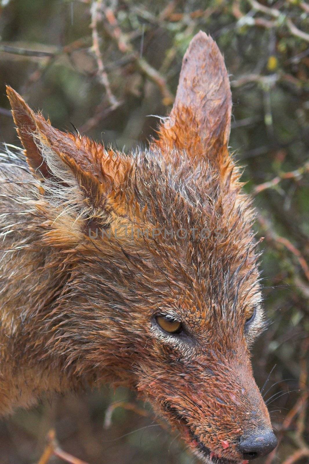 Wet Jackal