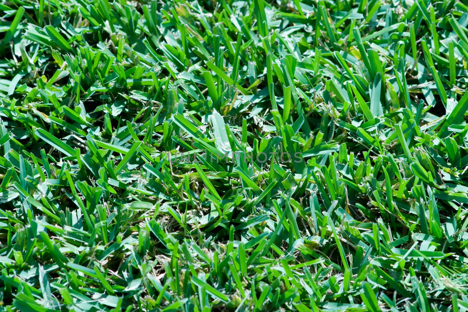 Green Grass Turf Background is a beautiful close up showing the individual blades of brightly colored grass.
