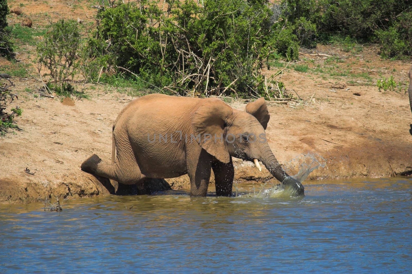 Splashing Ellie by nightowlza