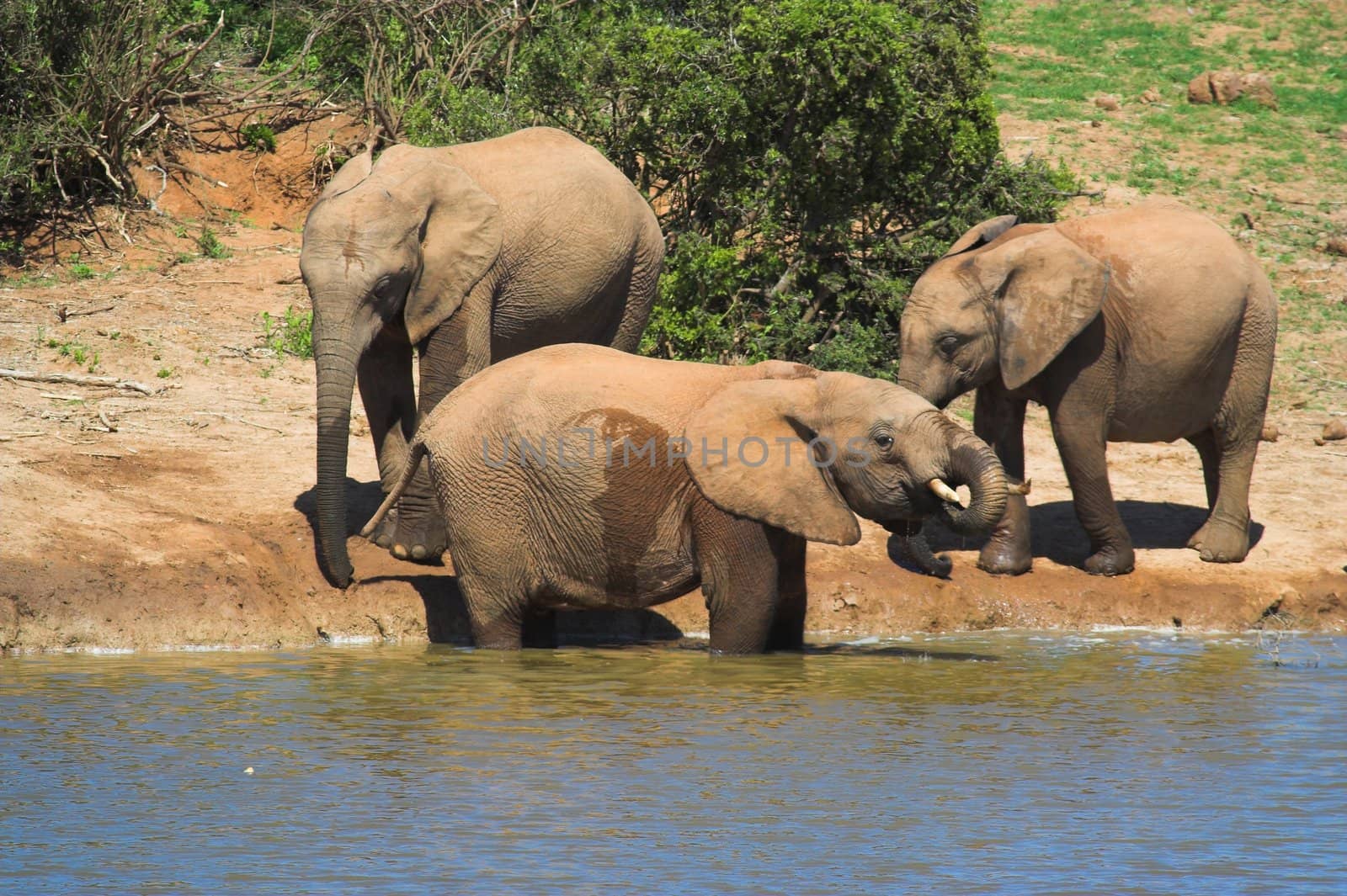 Thirsty Elephants