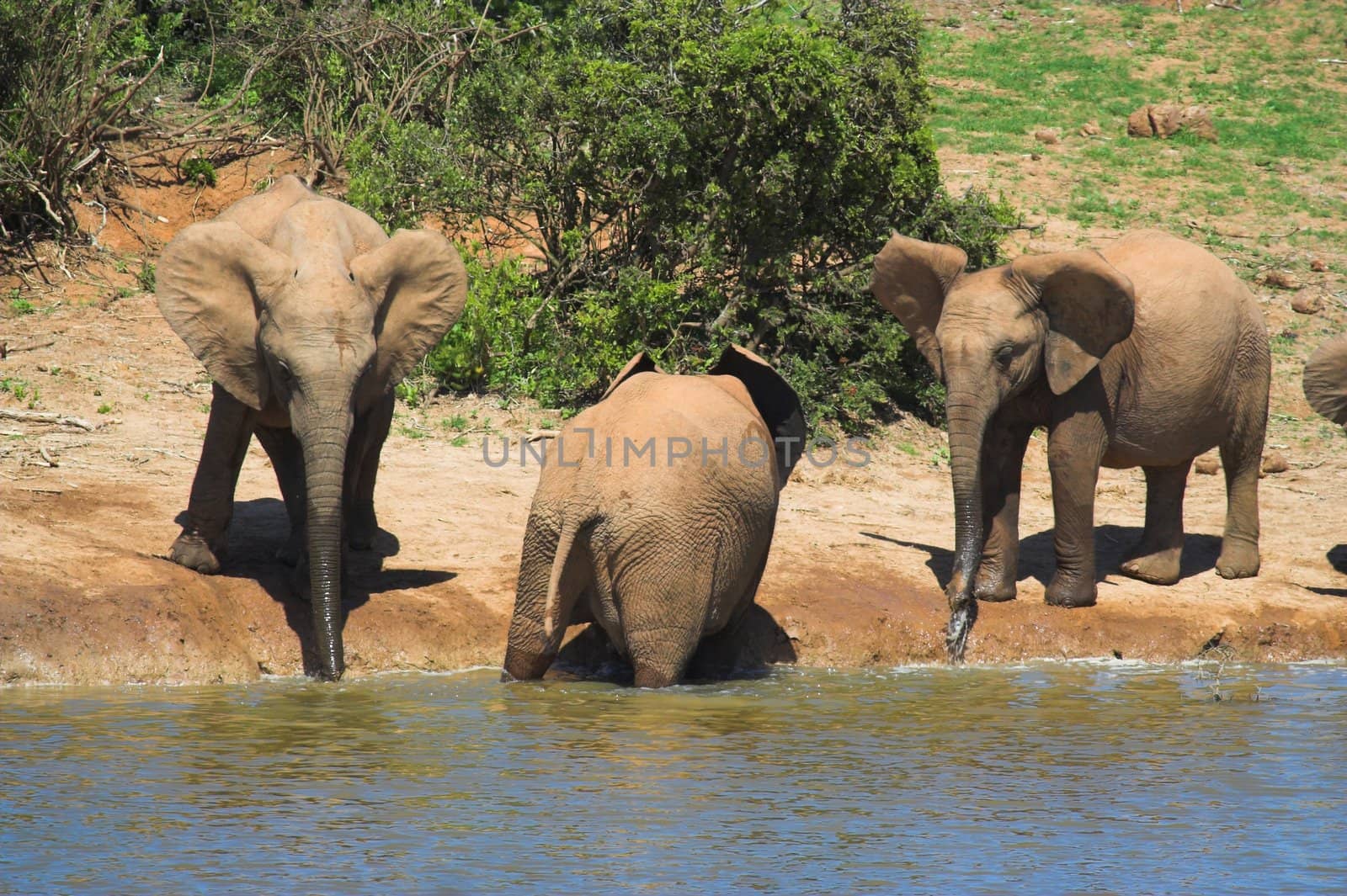 Drinking Elephants