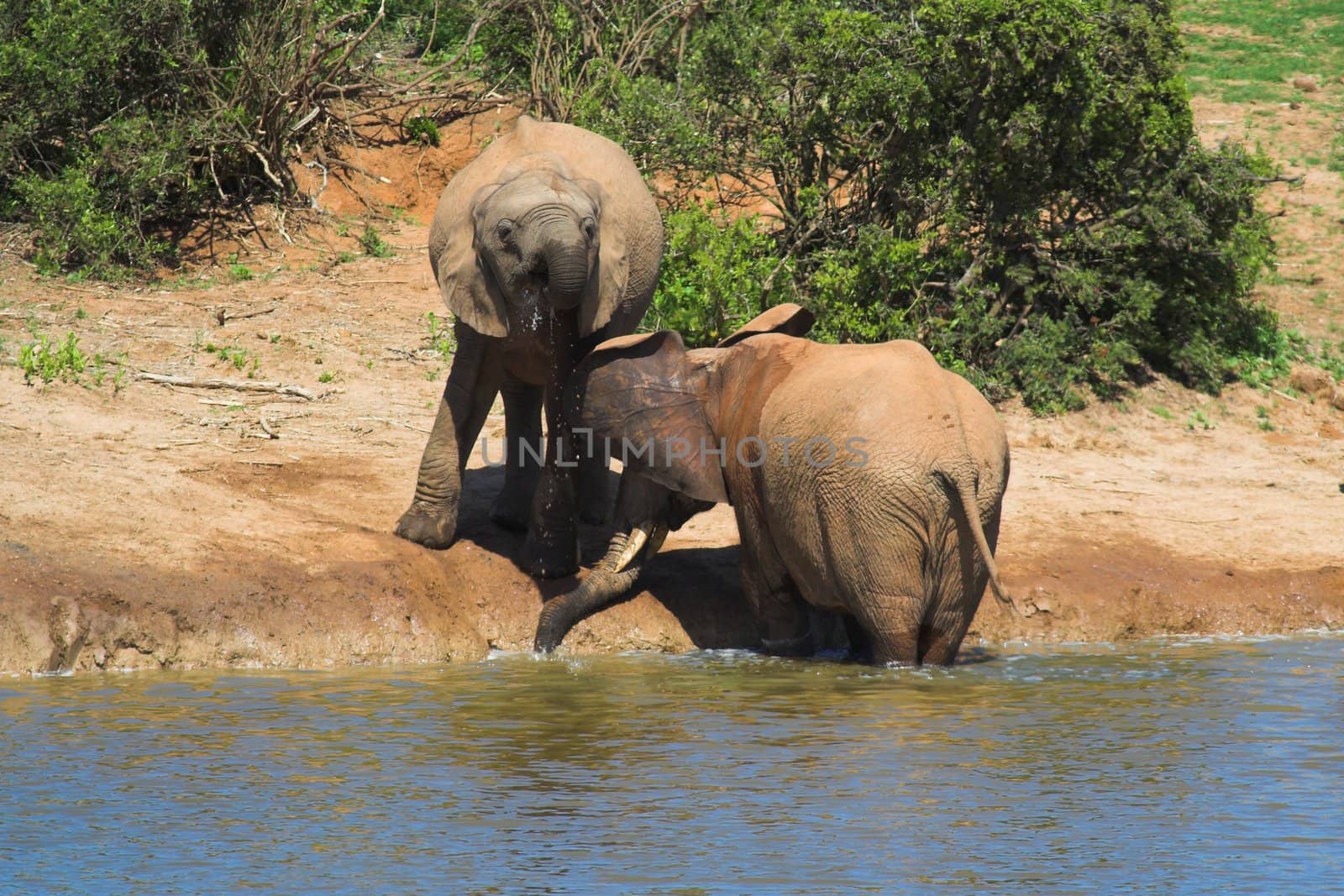 Elephants drinking at the waterhole
