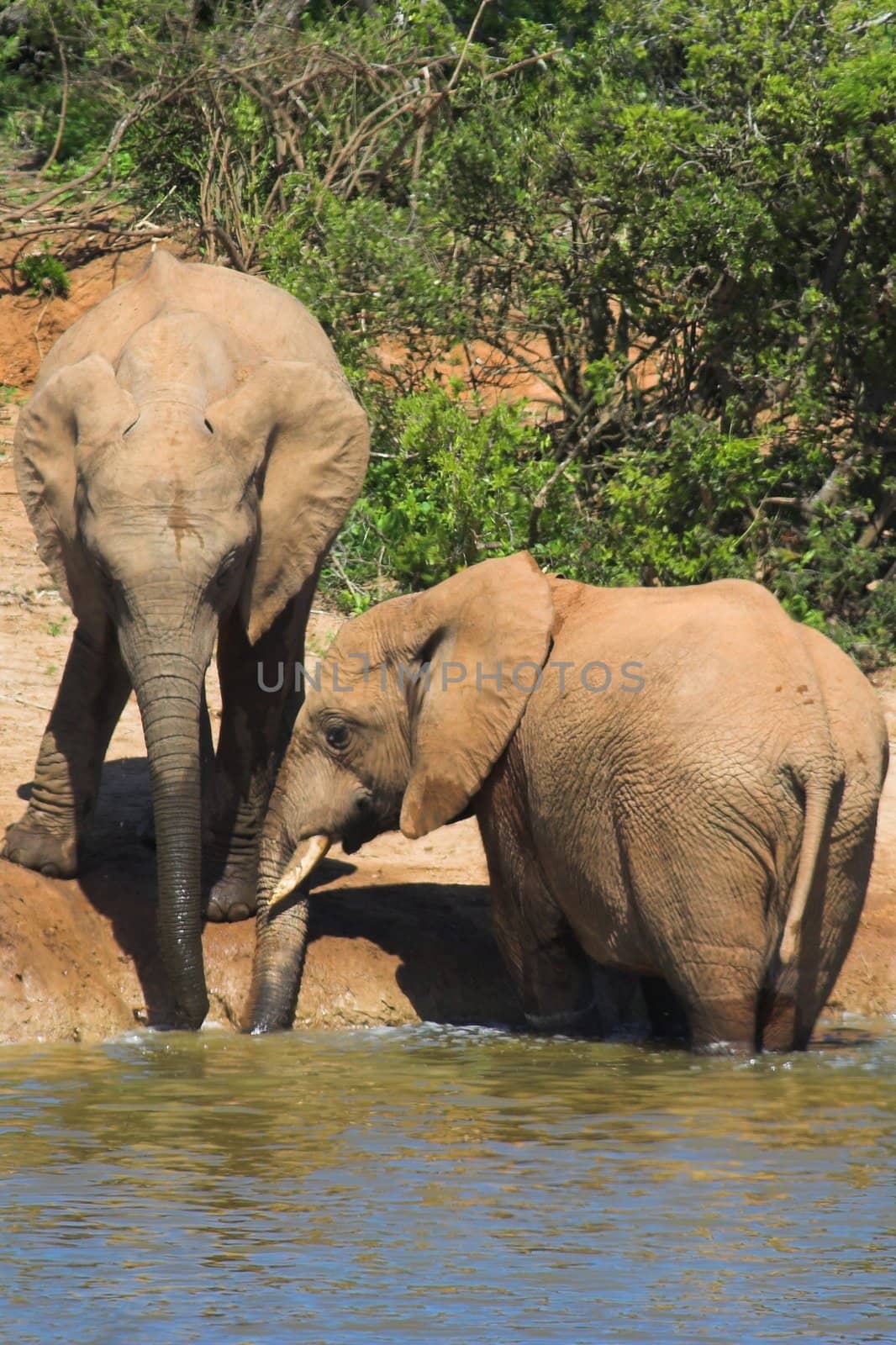 Elephants drinking at the waterhole