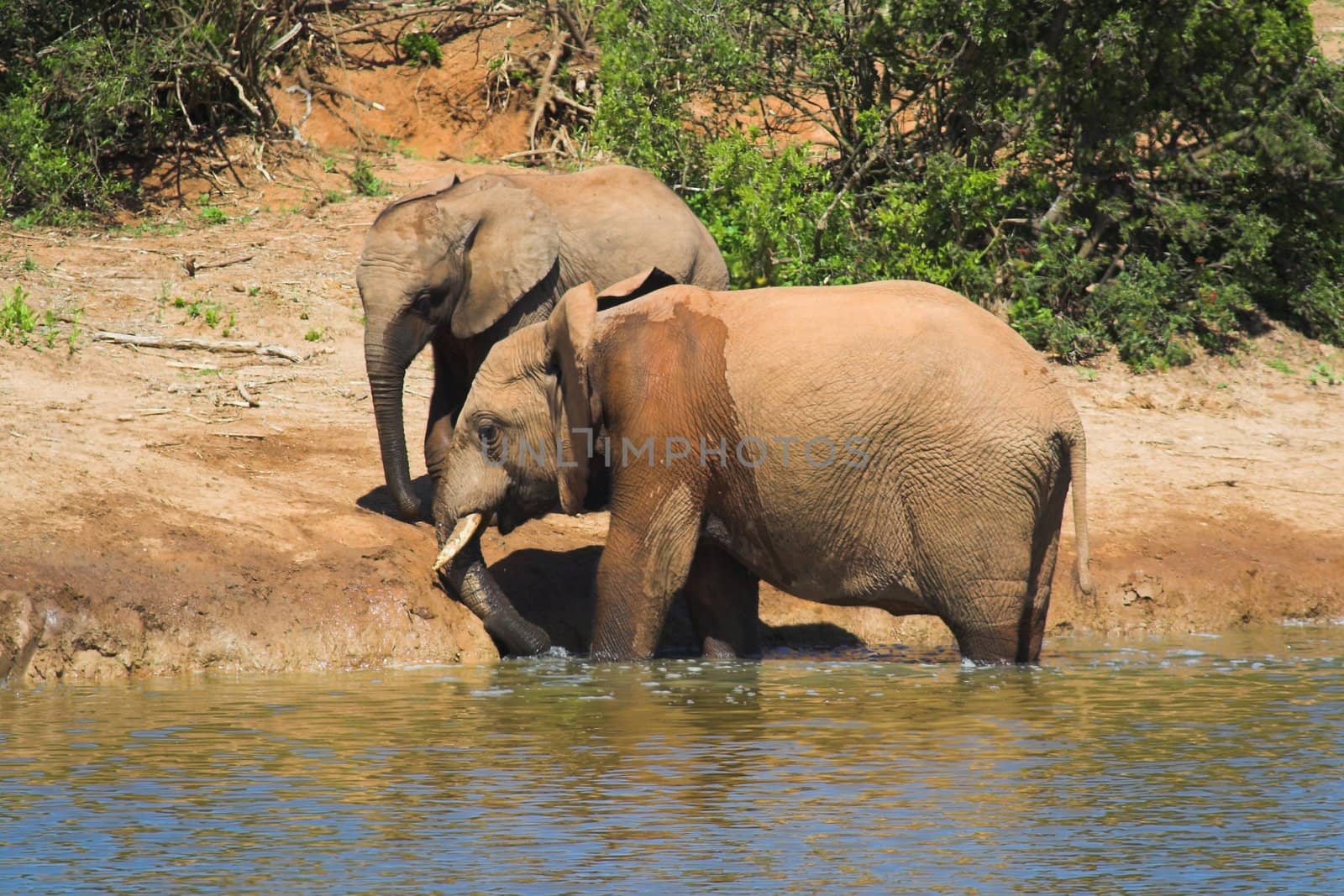 Elephants at the drinking hole