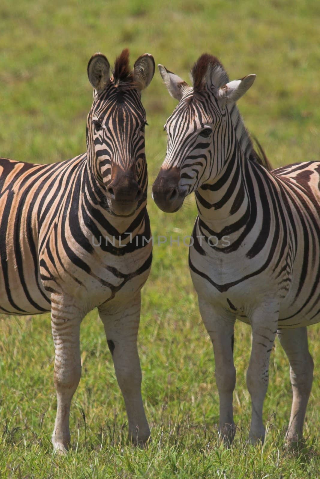 Zebra Pair by nightowlza