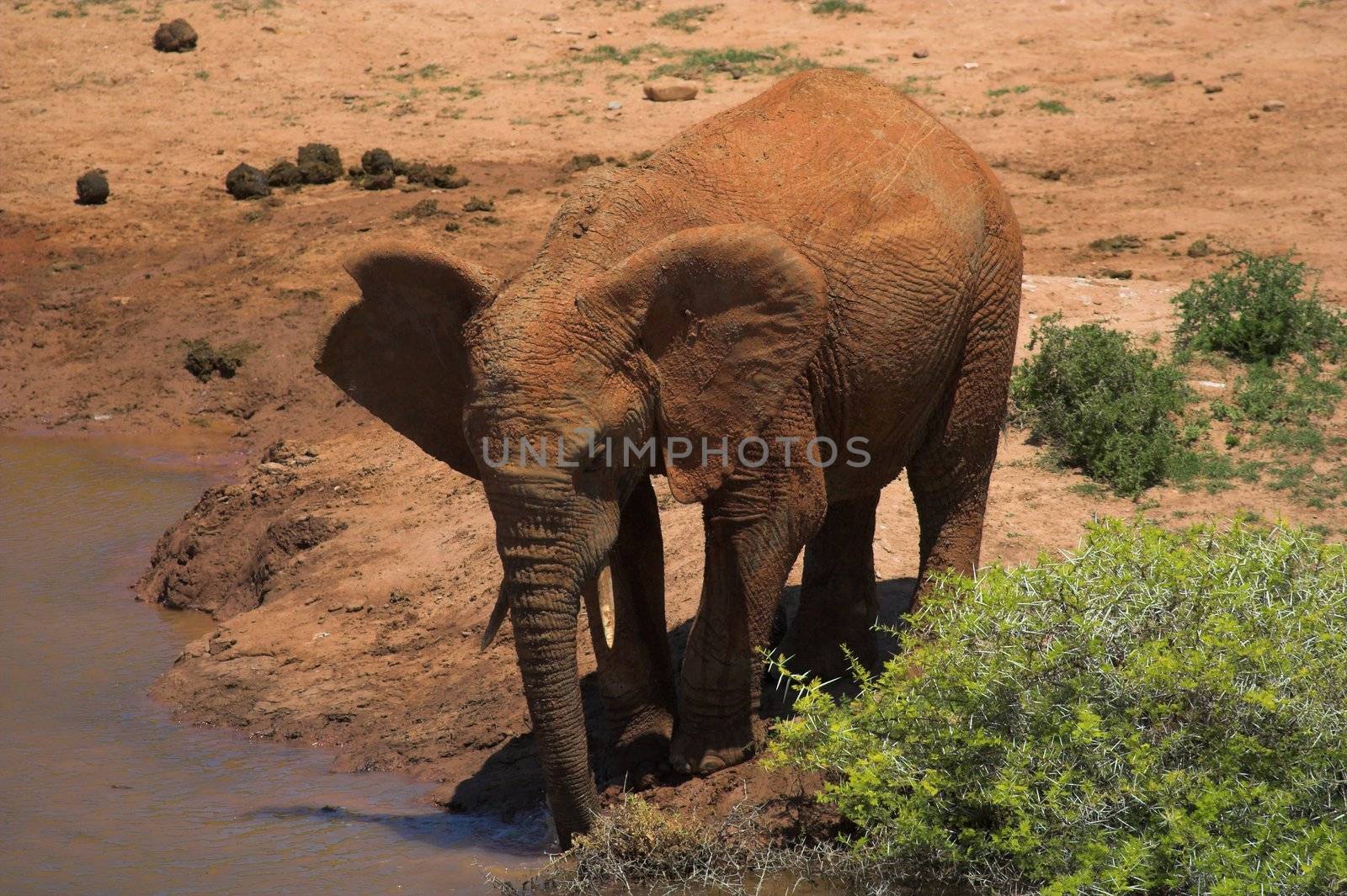 Lone Elephant by nightowlza