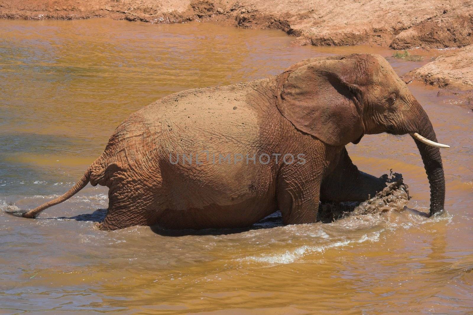 Elephant having a mud bath
