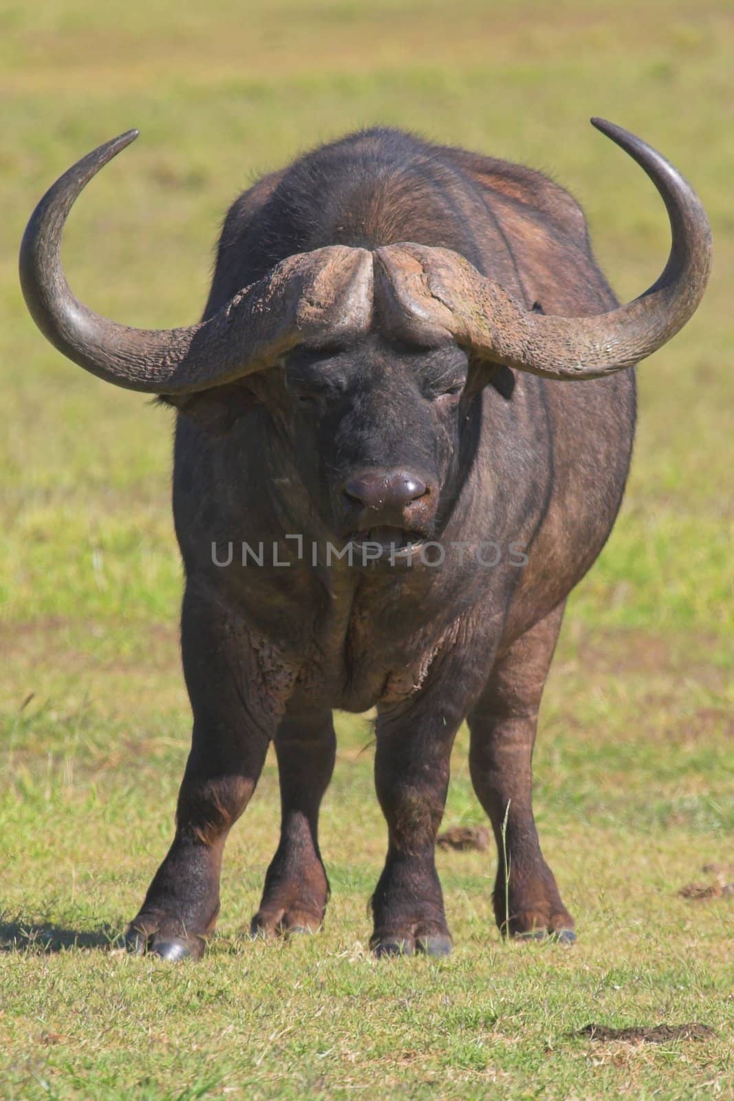 Cape Buffalo by nightowlza
