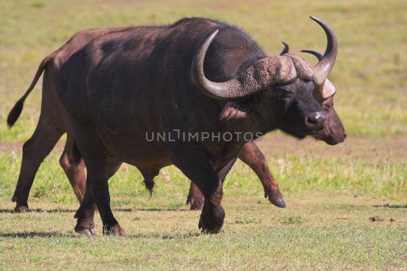 Buffalo walking on the African grass plains