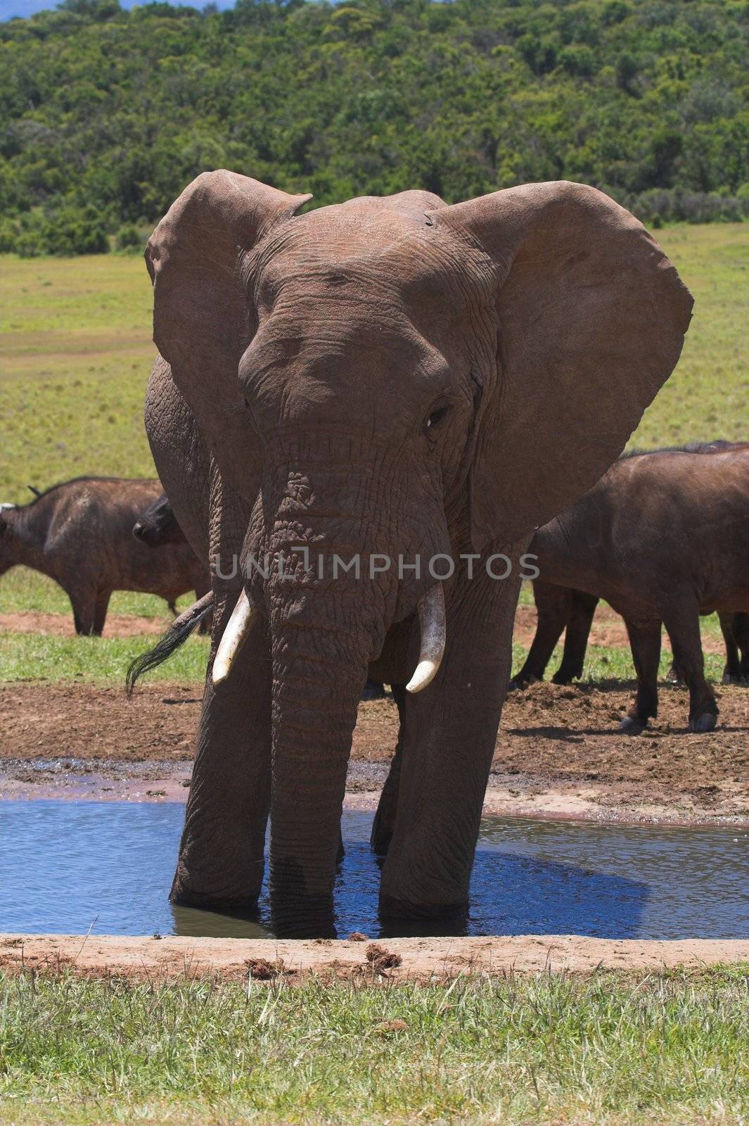 Leaning Elephant