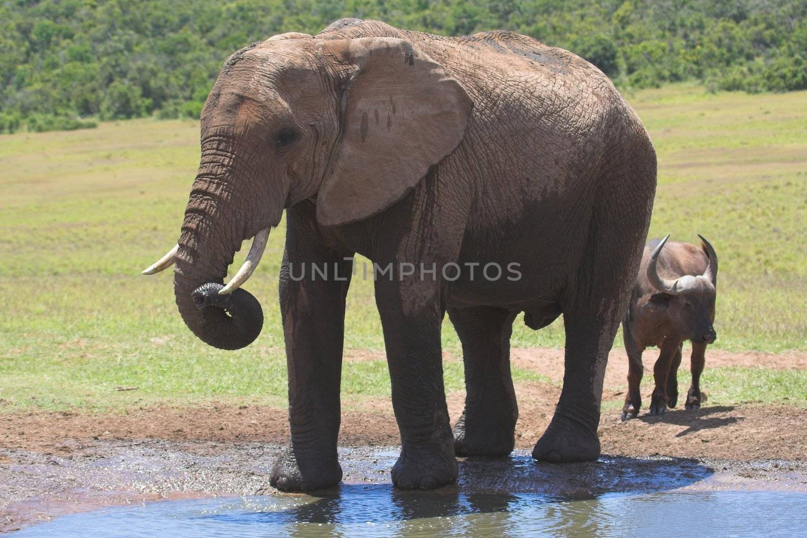 Elephant playing with its trunk