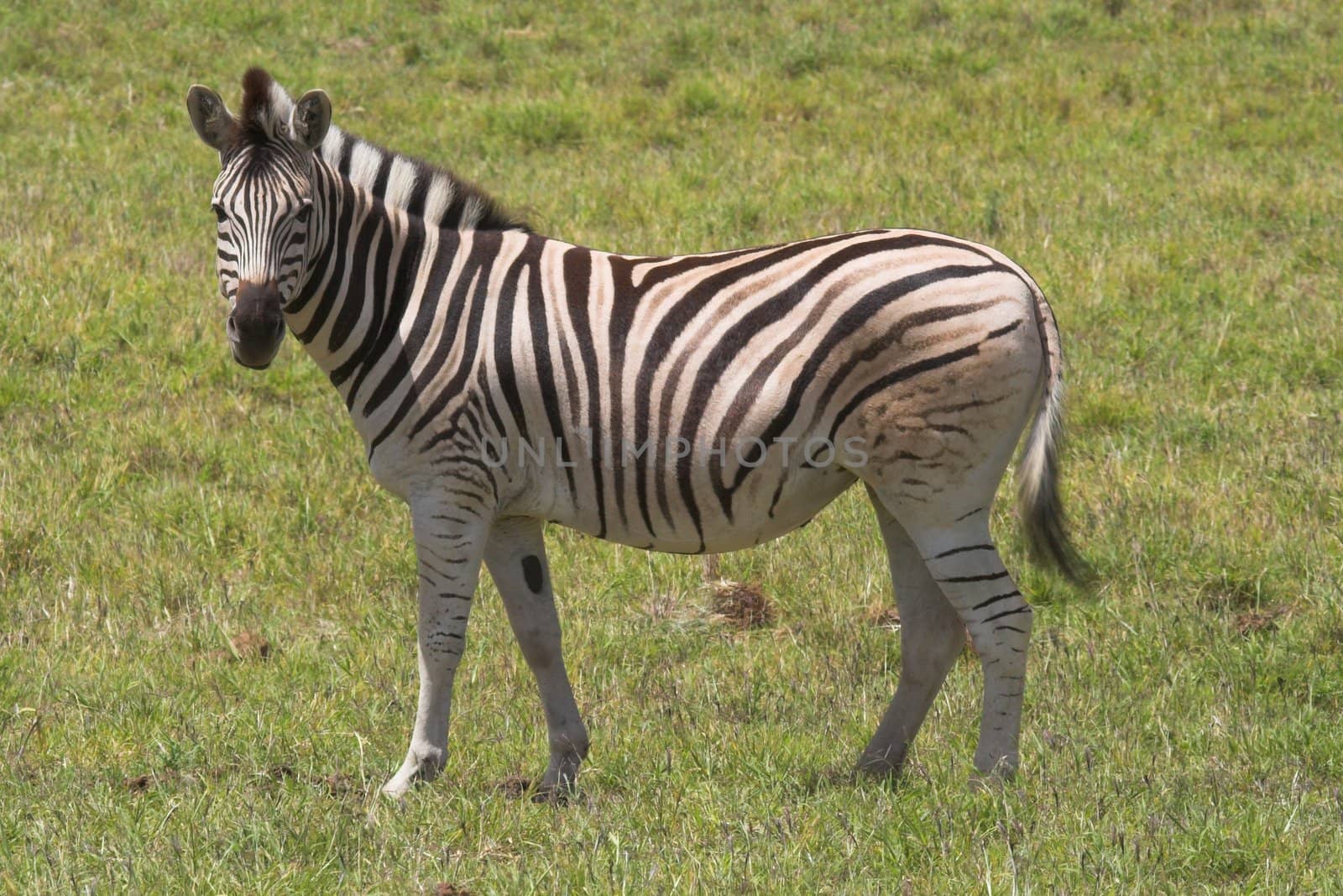 Zebra by nightowlza