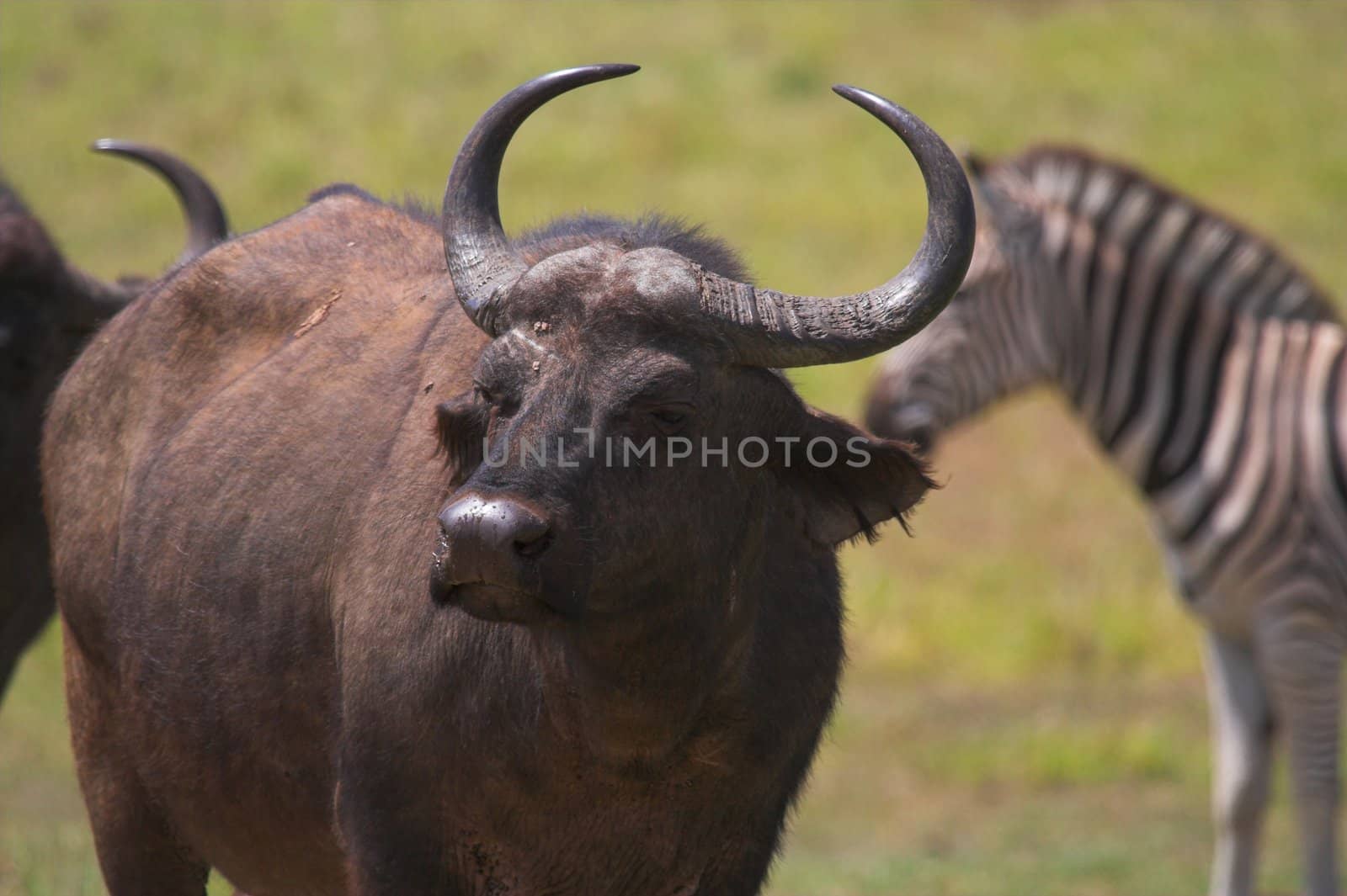 Cape Buffalo with Zebra in the background