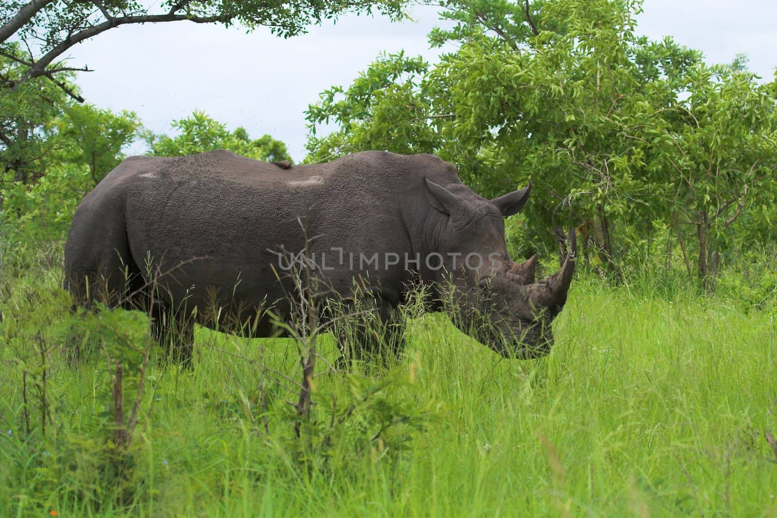 Rhinoceros in the African bush by nightowlza