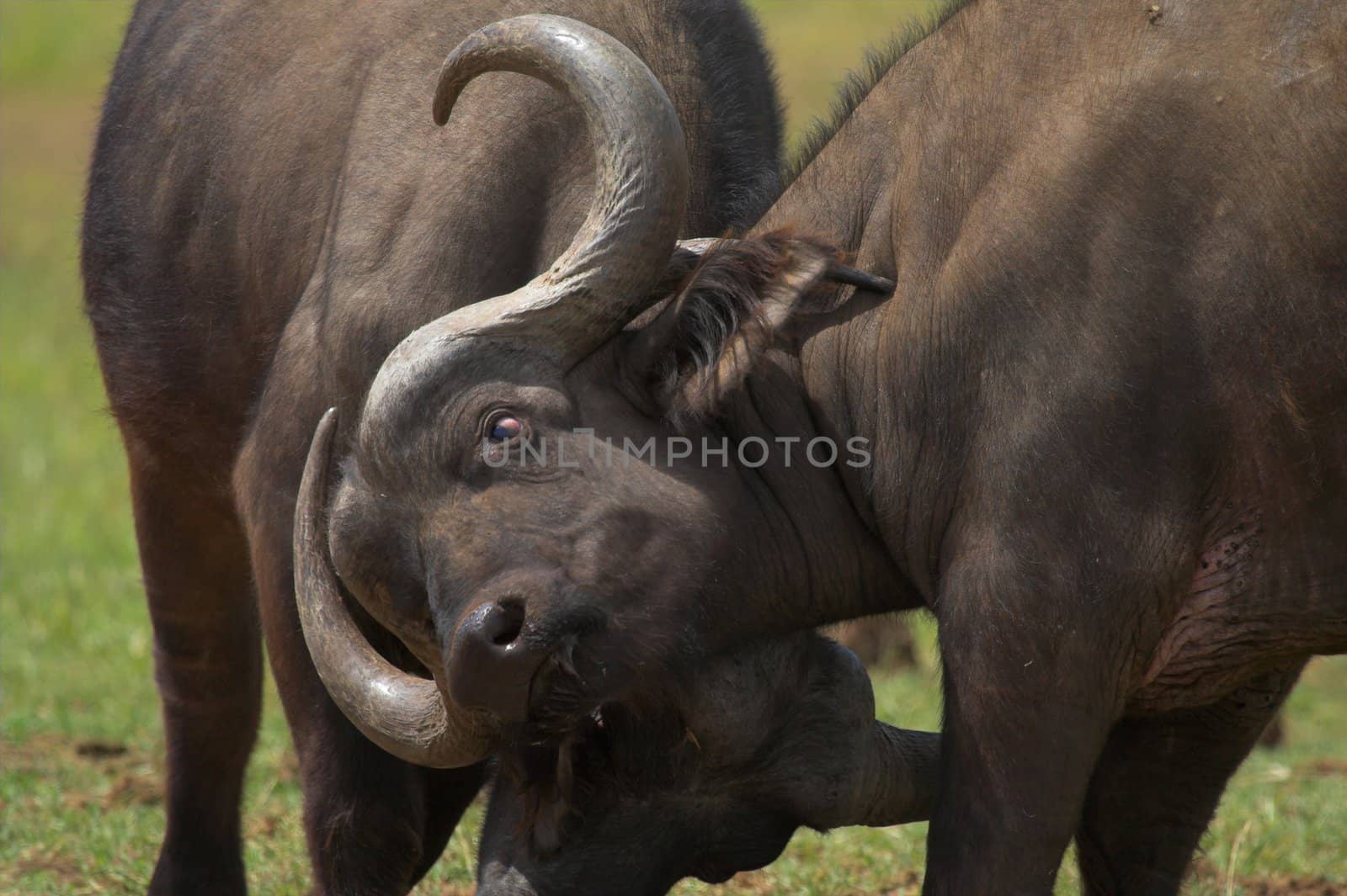 Buffalo Locking Horns to establish dominance