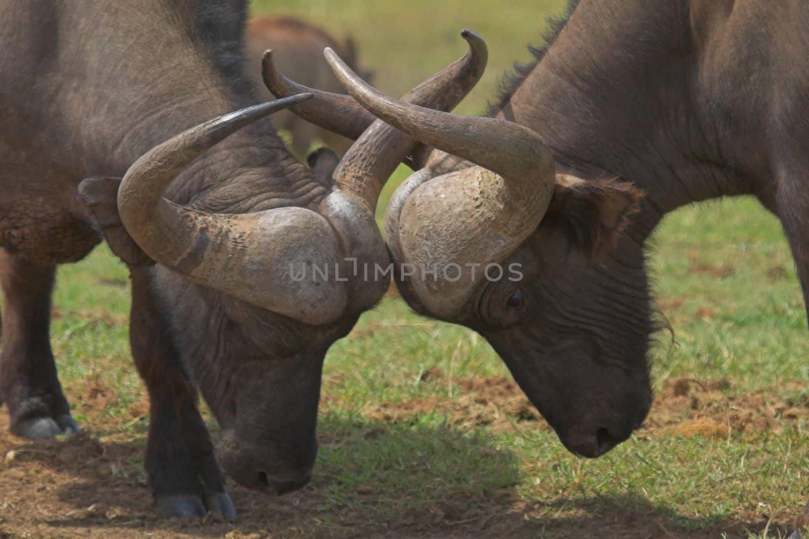 Cape Buffalo locking horns to establish dominance
