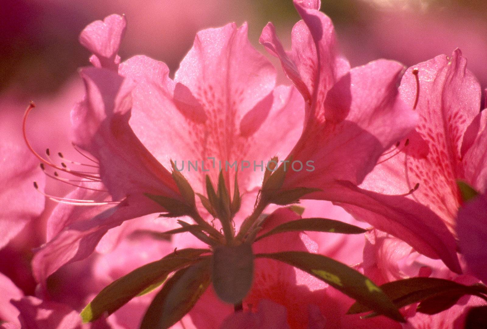 Close up of Azalea blossom in Hiroshima, Japan