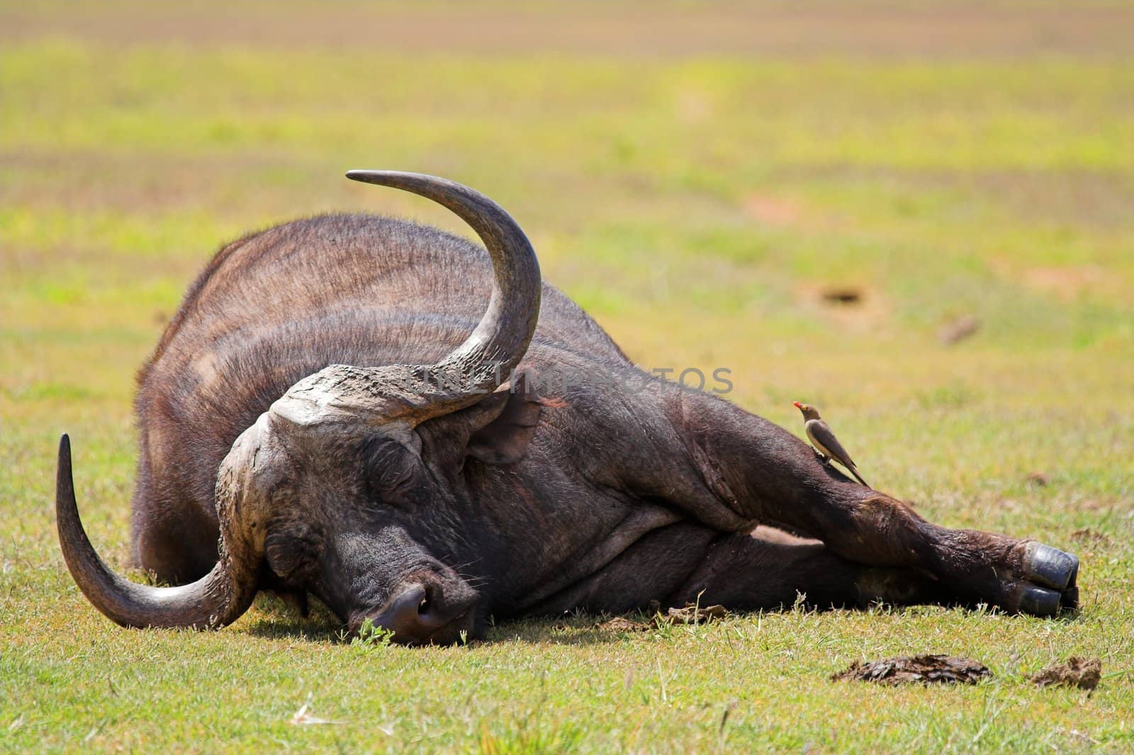 Cape Buffalo sleeping while being groomed by a red billed oxpecker